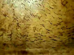 Latina Slut Performs Intense Blowjob and Fucking, Focusing on Her Ass in Hardcore Action