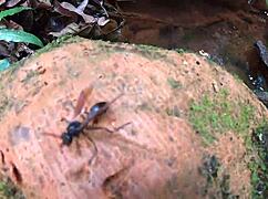 Latina pornstar Wanessa Boyer passionately rides big black cock in riacho.