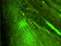 licking those dirty feet in a wild fetish session