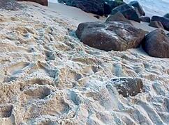 Hey, check out this Latina teen showing off her pierced goods at the beach!