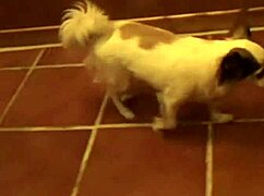 Un casting porno amateur con detalles clásicos