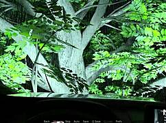 what's in pine falls?