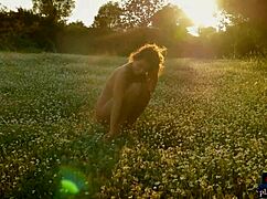 beautiful czech milf anetta keys does solo striptease outdoors