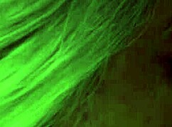 Ebony Lesbian Teens Lick Pussy And Tits With Toy