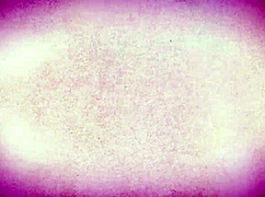 स्प्रिंग ब्रेक