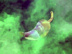 I bet my ass would cum with the neighbor's big cock, and he lost! 😈 Cumshot in hotel.