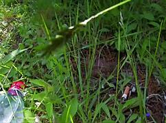 dirty secrets of nasty french amateurs in hd vol 5