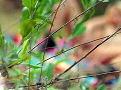 Petite Britt Blair catches Destiny 18+ Cruz masturbating in outdoor spot