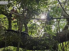 i use my brunette slut outdoors for interracial anal in nature