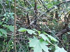 three girlfriends in swimsuit shorts and jeans, uh, masturbate outdoors in forest, so wild, ya know