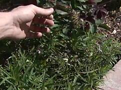 Tory Lane, a MILF with big tits, gets fucked in the pussy