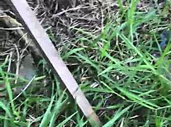 I Called Him to Enter the Land with Me and We Explored in the Bush