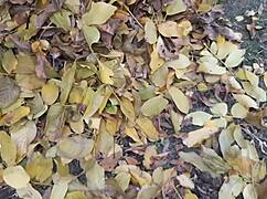 Autumn romantic sex in a hut with lesbian illusion girls.