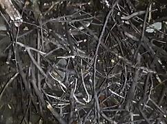 Autumn romantic sex in a hut with lesbian illusion girls.