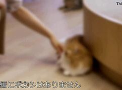 kaori-chan, the 175cm tall beauty, gets her body enjoyed by desire! world-class goddess 😍🐱