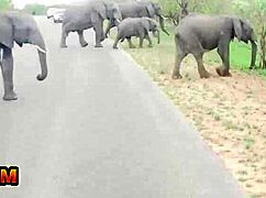 big tits black babe MASTURBATES big clit POV till CUMS