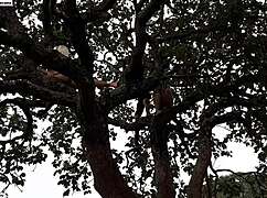 i fucked the blonde and brunette on a tree in the street