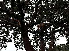 i fucked the blonde and brunette on a tree in the street