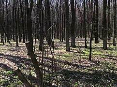 he watches my outdoor masturbation jerk frenzy